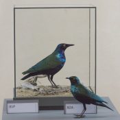 Greater Blue-eared Starling & Lesser Blue-eared Starling by Jack Fishwick