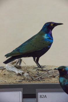 Greater Blue-eared Starling by Jack Fishwick