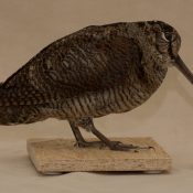 Woodcock by Christiane Milaszewski