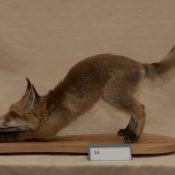 Fox Cub by Christiane Milaszewski