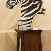 Zebra by Steve Brown