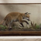 Fox Cub by Steve Brown
