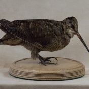 Woodcock by Martin Bourne