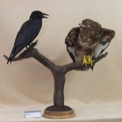 Buzzard with Crow by Martin Bourne