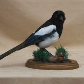 Magpie by Stephen McIntyre