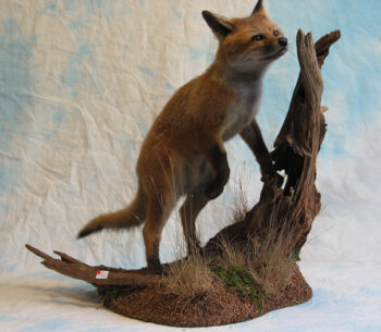Fox Cub by Phil Leggett 2003