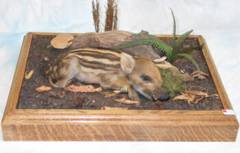 Wild Boar Piglet by Dave Spaul 2003