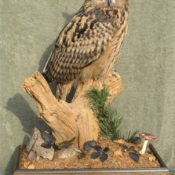 European Eagle Owl by Carl Church 2007