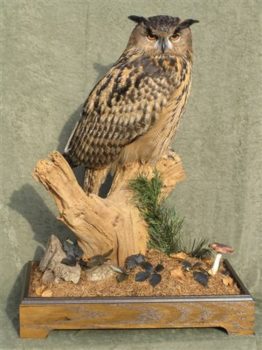 European Eagle Owl by Carl Church 2007