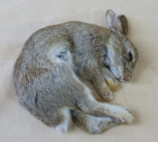 Rabbit by Claire Morgan 2012