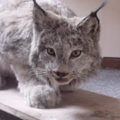 Canadian Lynx by Peter Summers 2001