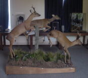 Roe Buck & Roe Deer by Dave Hollingworth 2001