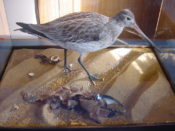 Bar-tailed Godwit by Jack Fishwick 2001