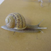 Snail by Steve Massam 2001