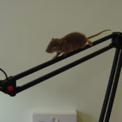 Juvenile Rat by Emily Mayer 2002
