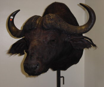 Cape Buffalo by Paul Taylor 2002