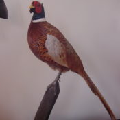 Pheasant by Carl Church 2002