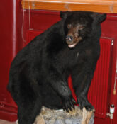 Black Bear 2008
