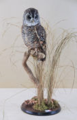 Rufous-legged Owl by Kim McDonald 2013