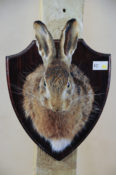 Hare by Kate Wilson 2013