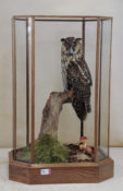 Long-eared Owl by David Irwin 2013