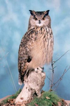 Eagle Owl by Mike Gadd 1999
