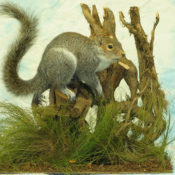 Grey Squirrel by Mike Gadd 2004