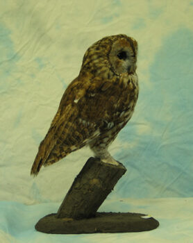 Tawny Owl by Brian Padgett 2004