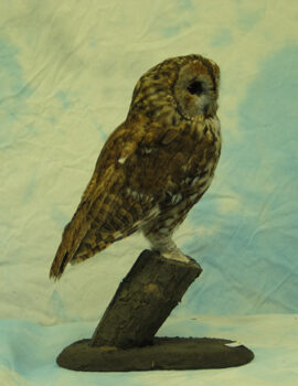 Tawny Owl by Brian Padgett 2004