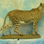 Cheetah by Paul Taylor 2004