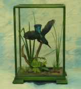 Kingfisher by Chris Elliot 2004