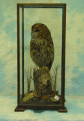 Tawny Owl by Peter Scott 2004