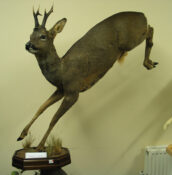 Roe Deer by Phil Leggett 2004