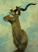 Kudu Head by Dave Hollingworth 2004