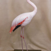 Flamingo by Mike Gadd