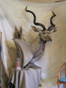 Kudu Head by Phil Leggett 2006