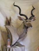 Kudu Head by Phil Leggett 2006