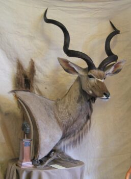Kudu Head by Phil Leggett 2006