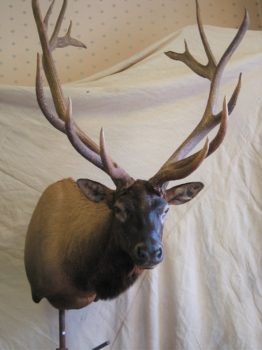 Elk Head by Gary Tatterton 2006