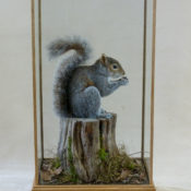 Grey Squirrel by Mike Gadd