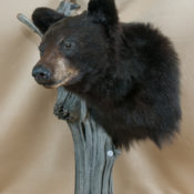 Black Bear Head 2010