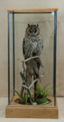 Long-eared Owl by Dave Hornbrook 2010