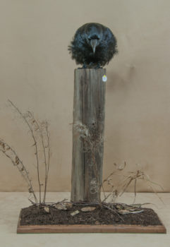 Crow by Laurence Dowson 2010