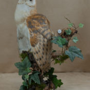 Barn Owl 2010