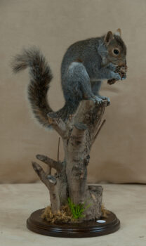 Squirrel by Mike Gadd 2010