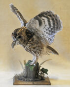 Tawny Owl 2008