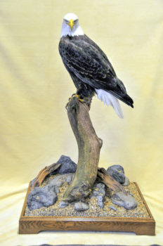 Bald Eagle by Carl Church 2008