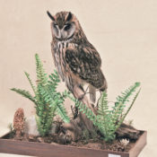 Long-eared Owl 2008