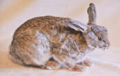 Rabbit 2008