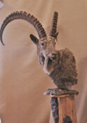 Antelope Head 2008